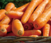 carrot